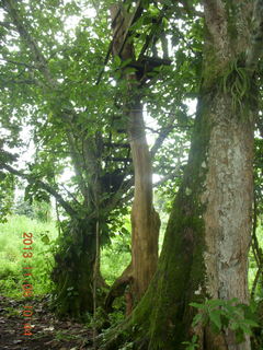 Uganda - Tooro Botanical Garden