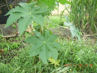 Uganda - Tooro Botanical Garden