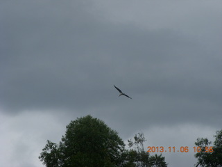 Uganda - Tooro Botanical Garden - soaring bird