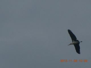 Uganda - Tooro Botanical Garden - flying bird