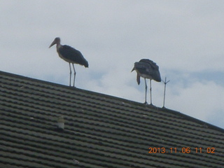 137 8f6. Uganda - Mountain of the Moon hotel - birds