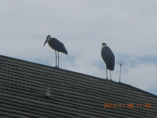 Uganda - Mountain of the Moon hotel - birds