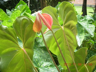 140 8f6. Uganda - Mountain of the Moon hotel - flowers