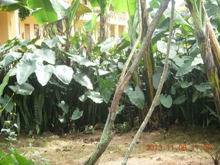 Uganda - Tooro Botanical Garden - soaring bird