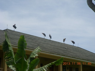 146 8f6. Uganda - Mountain of the Moon hotel - birds