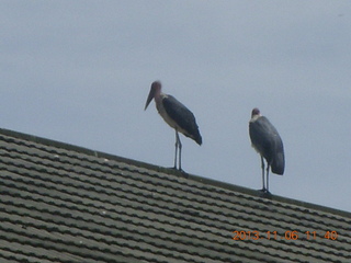 Uganda - Mountain of the Moon hotel - birds