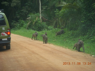 Uganda - drive from hotel to chimpanzee park