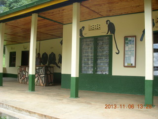 Uganda - Primate Lodge Kabile chimpanzee park