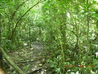 181 8f6. Uganda - Primate Lodge Kabile chimpanzee park