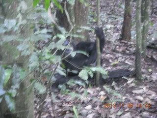 Uganda - Primate Lodge Kabile chimpanzee park - actual chimpanzee