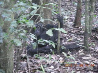 Uganda - Primate Lodge Kabile chimpanzee park - our guide