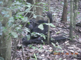 Uganda - Primate Lodge Kabile chimpanzee park - actual chimpanzee