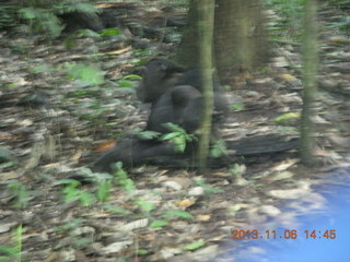 Uganda - Primate Lodge Kabile chimpanzee park - actual chimpanzee