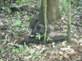 Uganda - Primate Lodge Kabile chimpanzee park