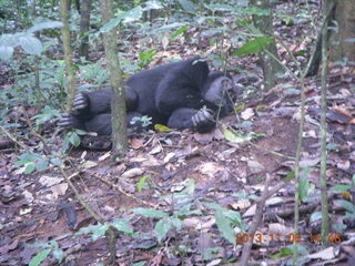 Uganda - Primate Lodge Kabile chimpanzee park - actual chimpanzee