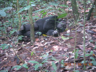 Uganda - Primate Lodge Kabile chimpanzee park - actual chimpanzee