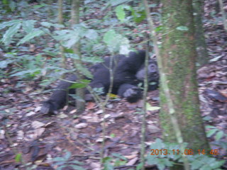 Uganda - Primate Lodge Kabile chimpanzee park - actual chimpanzee