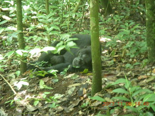 Uganda - Primate Lodge Kabile chimpanzee park