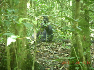 Uganda - Primate Lodge Kabile chimpanzee park - actual chimpanzee