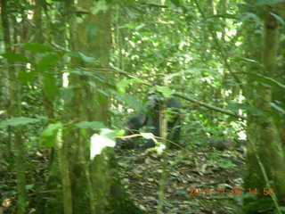 Uganda - Primate Lodge Kabile chimpanzee park