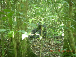 Uganda - Primate Lodge Kabile chimpanzee park - actual chimpanzee