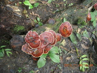 Uganda - Primate Lodge Kabile chimpanzee park - fungus