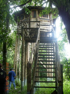 Uganda - Primate Lodge Kabile chimpanzee park - actual chimpanzee