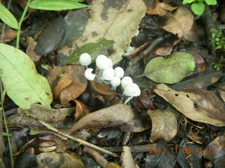 202 8f6. Uganda - Primate Lodge Kabile chimpanzee park - small mushrooms