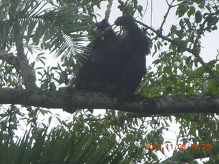 Uganda - Primate Lodge Kabile chimpanzee park - actual chimpanzees in tree