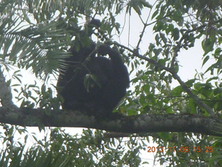 Uganda - Primate Lodge Kabile chimpanzee park - actual chimpanzee