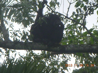 Uganda - Primate Lodge Kabile chimpanzee park - actual chimpanzees in tree