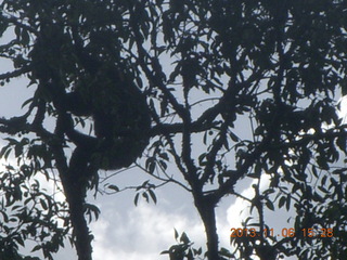 Uganda - Primate Lodge Kabile chimpanzee park - actual chimpanzees in tree