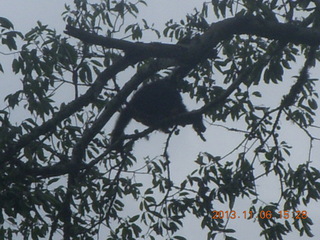 Uganda - Primate Lodge Kabile chimpanzee park - actual chimpanzees in tree