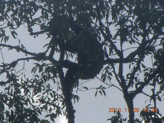 Uganda - Primate Lodge Kabile chimpanzee park - fungus