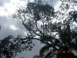 Uganda - Primate Lodge Kabile chimpanzee park - actual chimpanzees in tree