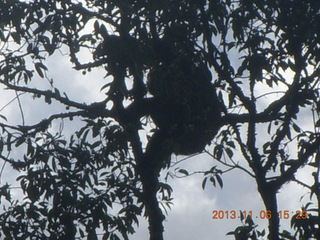 Uganda - Primate Lodge Kabile chimpanzee park - treehouse
