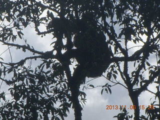 Uganda - Primate Lodge Kabile chimpanzee park - actual chimpanzees in tree