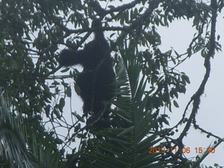 Uganda - Primate Lodge Kabile chimpanzee park - actual chimpanzees in tree