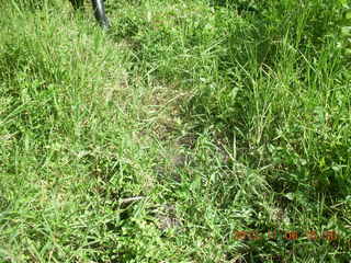 Uganda - Primate Lodge Kabile chimpanzee park - elephant footprint water hole