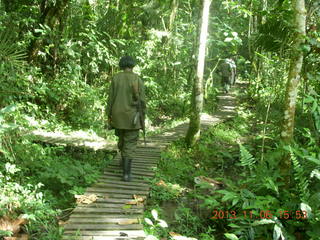 Uganda - Primate Lodge Kabile chimpanzee park - actual chimpanzees in tree