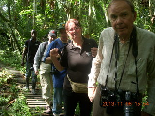 Uganda - Primate Lodge Kabile chimpanzee park - actual chimpanzees in tree