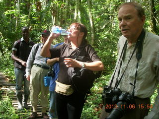 Uganda - Primate Lodge Kabile chimpanzee park - actual chimpanzees in tree