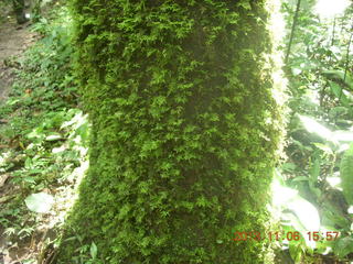 225 8f6. Uganda - Primate Lodge Kabile chimpanzee park - thick mossy growth