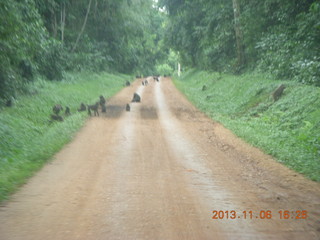 Uganda - drive back from chimpanzee park