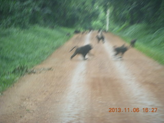 Uganda - drive back from chimpanzee park - baboons