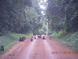 Uganda - Primate Lodge Kabile chimpanzee park