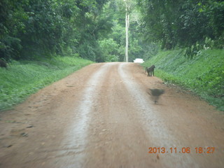 Uganda - drive back from chimpanzee park - baboons