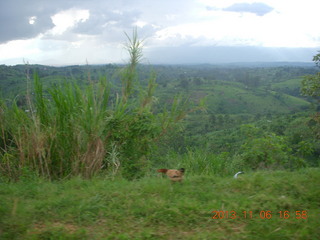 253 8f6. Uganda - drive back from chimpanzee park