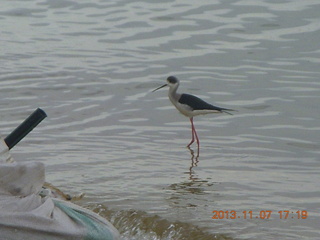 Uganda - Entebbe - Protea Hotel - bird