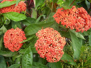 110 8f7. Uganda - Entebbe - Protea Hotel - flowers